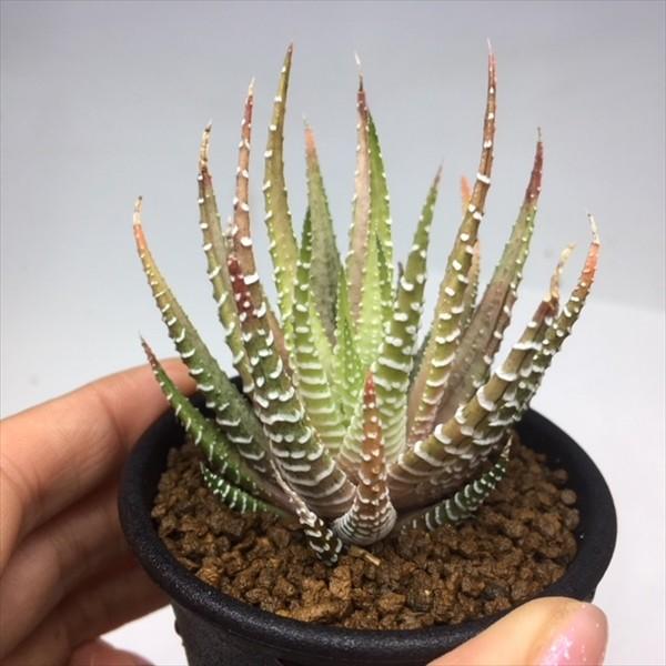 多肉植物：ハオルチア 十二の巻 sp.*S 幅7cm : 遊恵盆栽 Yahoo