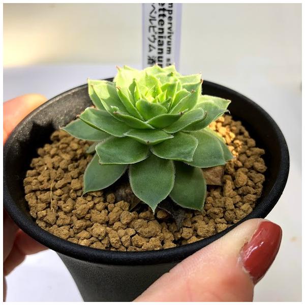 多肉植物 センペルビウム 酒中花 幅5 5ｃｍ Buyee 日本代购平台 产品购物网站大全 Buyee一站式代购 Bot Online