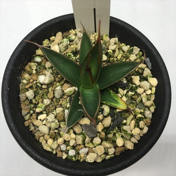 多肉植物：アガベ ペローナ 'エクスカリバー'*幅5cm 現品 一品限り