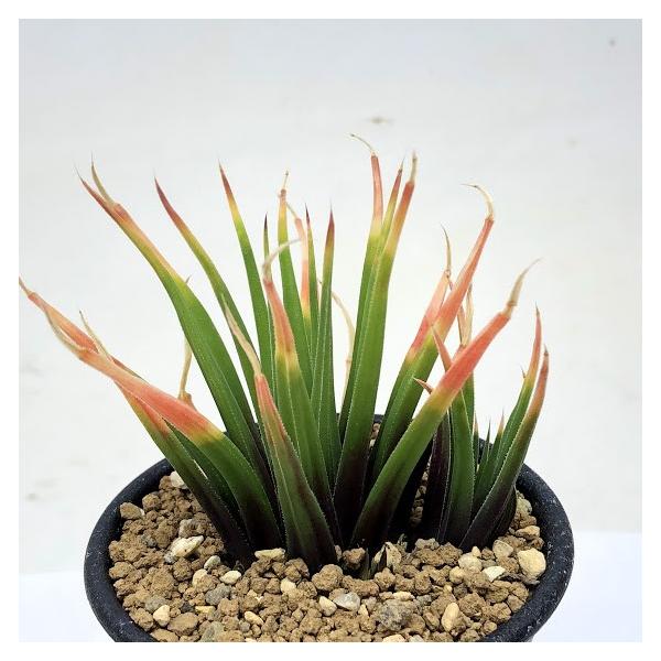 多肉植物：ハオルチア アングスティフォリア グランディス*幅8cm