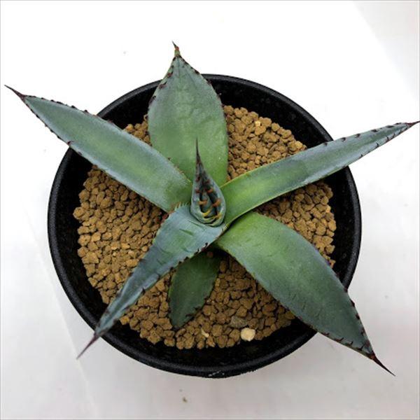 多肉植物 アガベ 屈原の舞扇 幅10ｃｍ 現品 一品限り S5793 遊恵盆栽 Yahoo 店 通販 Yahoo ショッピング