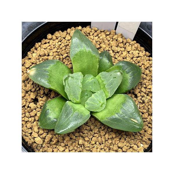 苗 多肉植物の人気商品 通販 価格比較 価格 Com