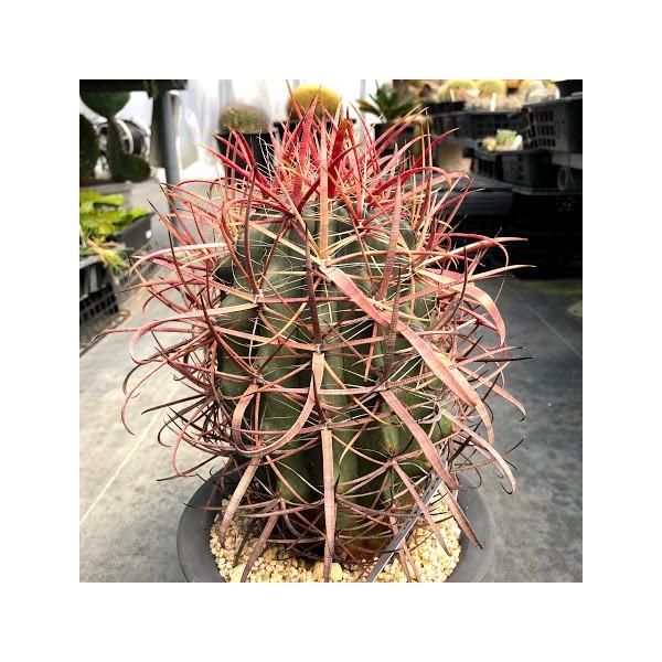 サボテン：フェロカクタス 刈穂玉*かりほぎょく 幅10cm 現品 一品