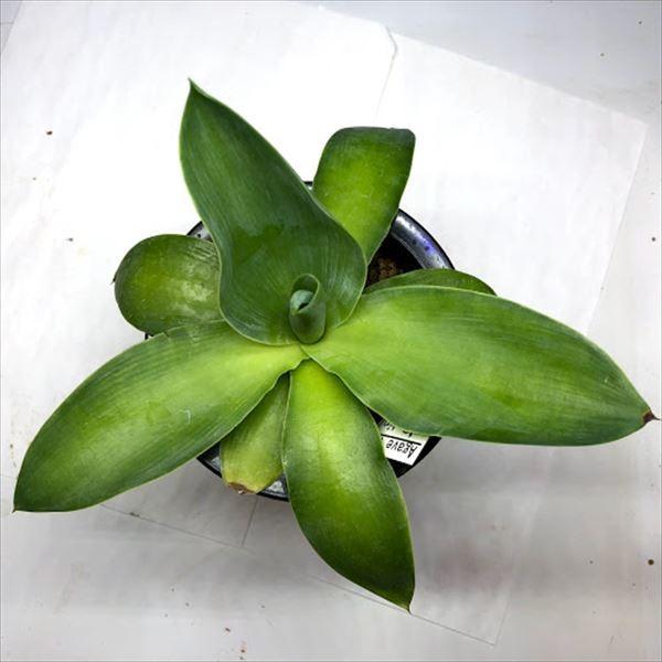 多肉植物 アガベ エレミーティアナ サティナ 幅19ｃｍ 現品 一品限り S5904 遊恵盆栽 Yahoo 店 通販 Yahoo ショッピング