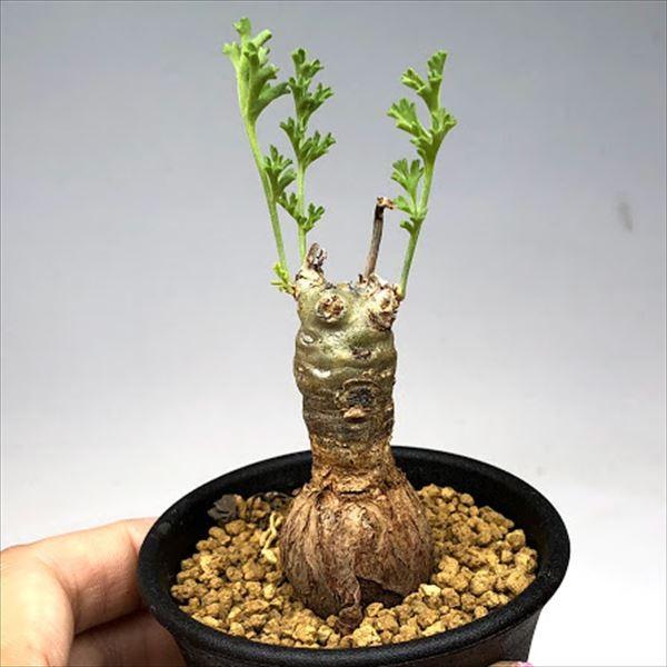 多肉植物：ペラルゴニウム sp*塊根幅5cm 現品 一品限り : 遊恵盆栽