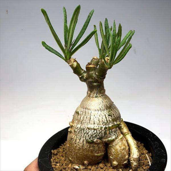 コーデックス：パキポディウム サキュレンタム 天馬空*塊根幅6.5cm