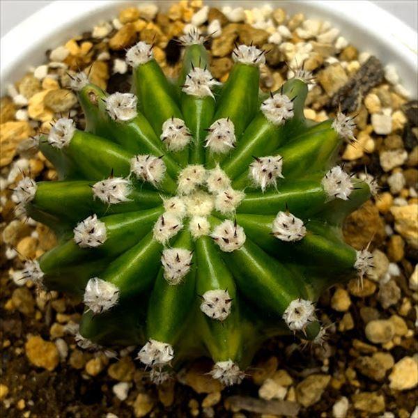 サボテン：エキノプシス 地球宝*幅8.5cm : 遊恵盆栽 Yahoo!店