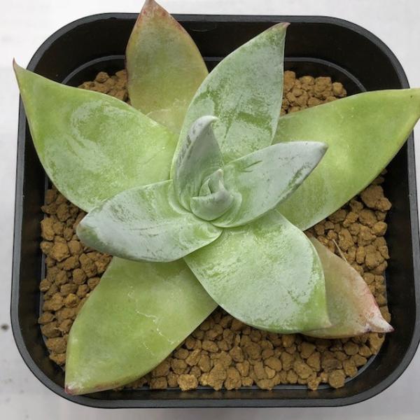多肉植物：ダドレア 細葉仙女盃*幅8.5cm : 遊恵盆栽 Yahoo!店 - 通販