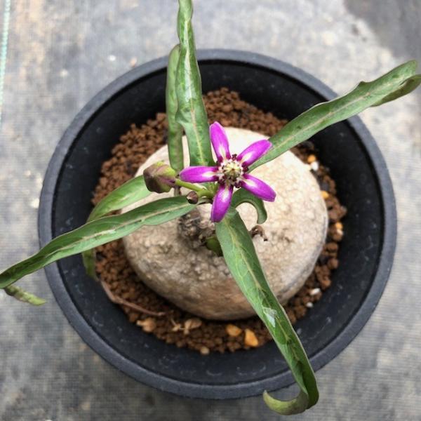 コーデックス：ラフィオナクメ ビンゲリ*塊根幅7.5cm 現品