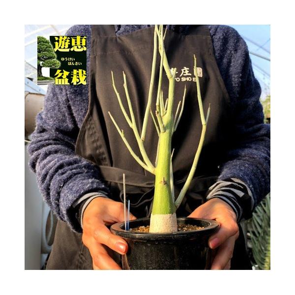 塊根植物：アデニア ペチュエリー*幅15cm 現品！一品限り : 遊恵盆栽