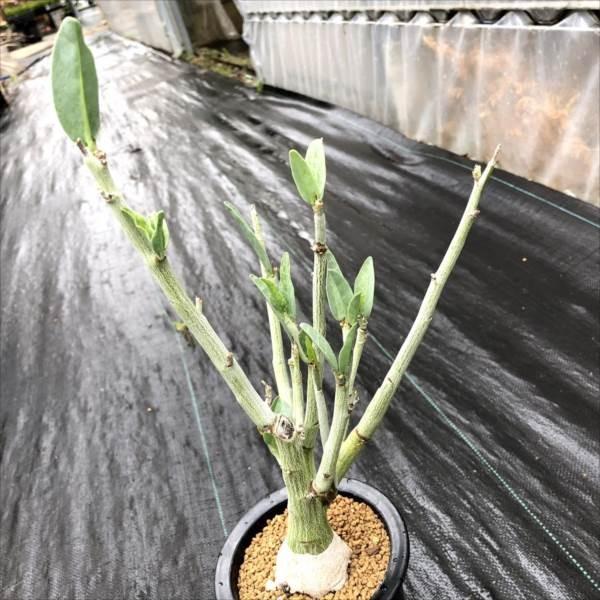 塊根植物：アデニア ペチュエリー*幅10cm 現品 一品限り : 遊恵盆栽