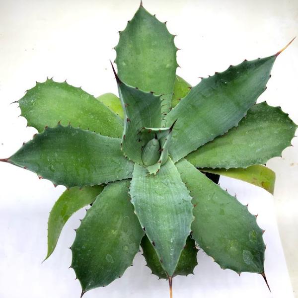 多肉植物：アガベ ナサビオラム*幅18cm : 遊恵盆栽 Yahoo!店 - 通販