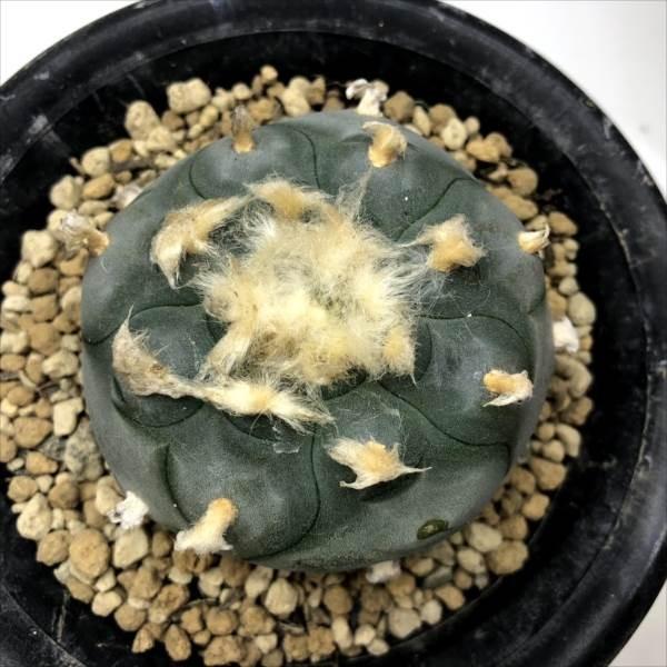 サボテン ロフォフォラ 烏羽玉 幅6 5ｃｍ 現品 一品限り Buyee Buyee 提供一站式最全面最专业现地yahoo Japan拍卖代bid代拍代购服务 Bot Online