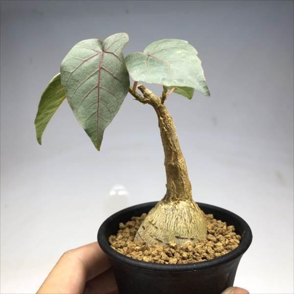 フィカス　パルメリー、コーデックス（鉢付き対応可） フィカス パルメリー、コーデックス（鉢付き対応可） - メルカリ