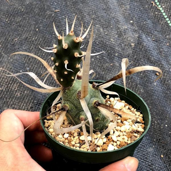 y-bonsai_s6200