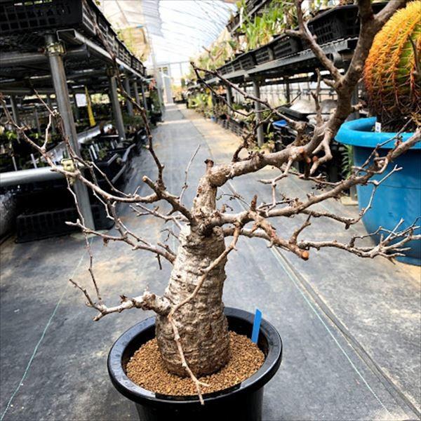 コーデックス：オペルクリカリア パキプス*幅40cm 現品！一品限り ※発