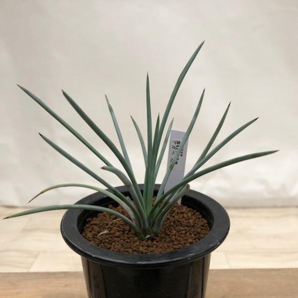 多肉植物 アガベ ストリクタ 吹上 幅18ｃｍ Buyee Buyee Jasa Perwakilan Pembelian Barang Online Di Jepang