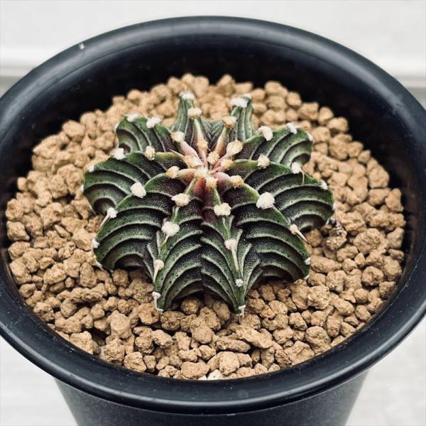 サボテン CITY SHED】Moon cactus Pink - CITY SHED