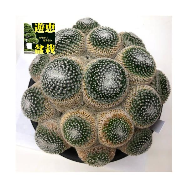 サボテン マミラリア 雪絹丸 幅18ｃｍ 現品 一品限り Khabarsanjal Com