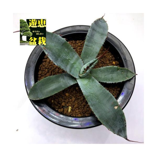 多肉植物：アガベ コロラータ シュプリーム*幅12cm 現品！一品限り