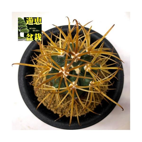 サボテン フェロカクタス 黄刺金冠竜 幅4ｃｍ Buyee Buyee 提供一站式最全面最专业现地yahoo Japan拍卖代bid代拍代购服务 Bot Online
