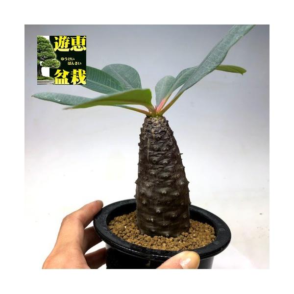 ユーフォルビア　パキポディオイデス極上塊根植物 コーデックス y-bonsai_s6479v
