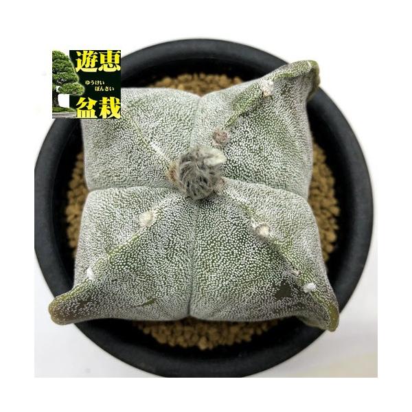 サボテン：四角鸞鳳玉（しかくらんぽうぎょく）*幅9.5cm 現品！一品 