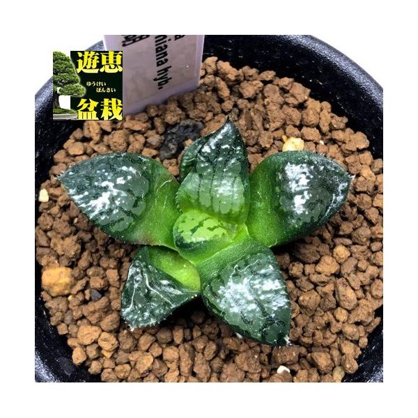 多肉植物 ハオルチア阿寒湖 幅4cm Buyee 日本代购平台 产品购物网站大全 Buyee一站式代购bot Online