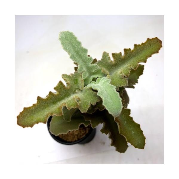 多肉植物 カランコエ ベハレンシス ｓ 幅10cm Buyee Buyee Japanischer Proxy Service Kaufen Sie Aus Japan