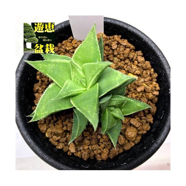 ハオルチア 硬葉の価格と最安値 おすすめ通販を激安で