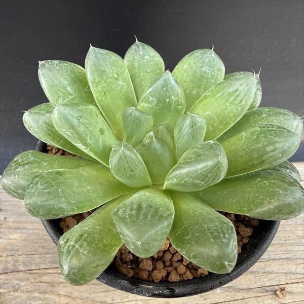 多肉植物：ハオルチア マリン*M 幅10cm : 遊恵盆栽 Yahoo!店 - 通販