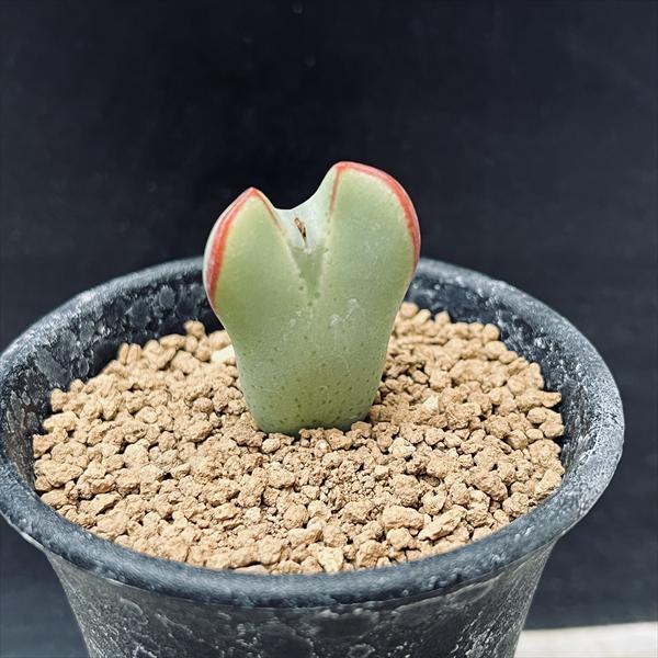 多肉植物：コノフィツム 黄金の波 *幅2.5cm : 遊恵盆栽 Yahoo!店