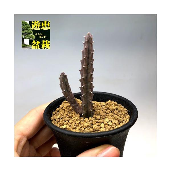 レア✨フエルニア　ヒスロピー　抜き苗 多肉植物：ガガイモ フェルニア ヒスロピー*幅2cm : 遊恵盆栽 Yahoo!店