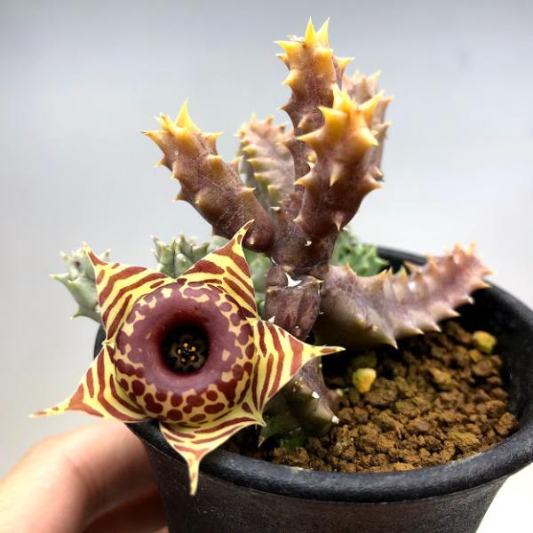 多肉植物 ガガイモ フェルニア ゼブリナ 縞馬 幅2cm Buyee Buyee Japanese Proxy Service Buy From Japan Bot Online