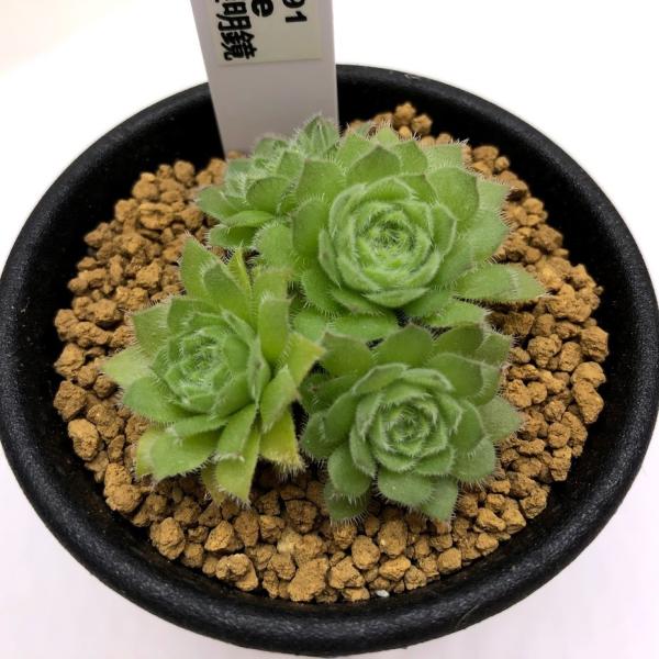 多肉植物：アエオニウム 姫明鏡*幅5cm : 遊恵盆栽 Yahoo!店 - 通販