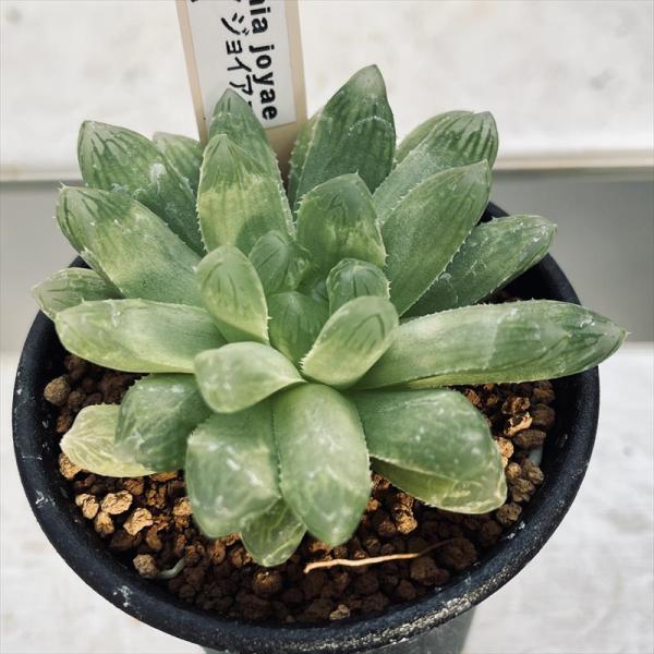 多肉植物：ハオルチア ジョイアエ B型 RSA*幅8cm : 遊恵盆栽