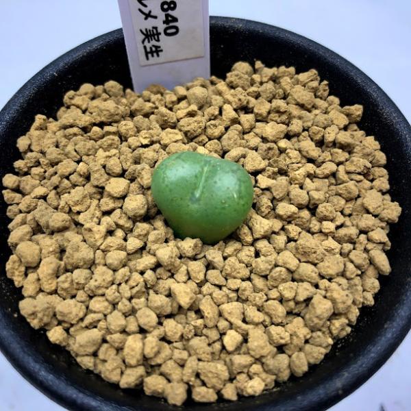 多肉植物：コノフィツム フィシフォルメ 実生*幅1.5cm : 遊恵盆栽