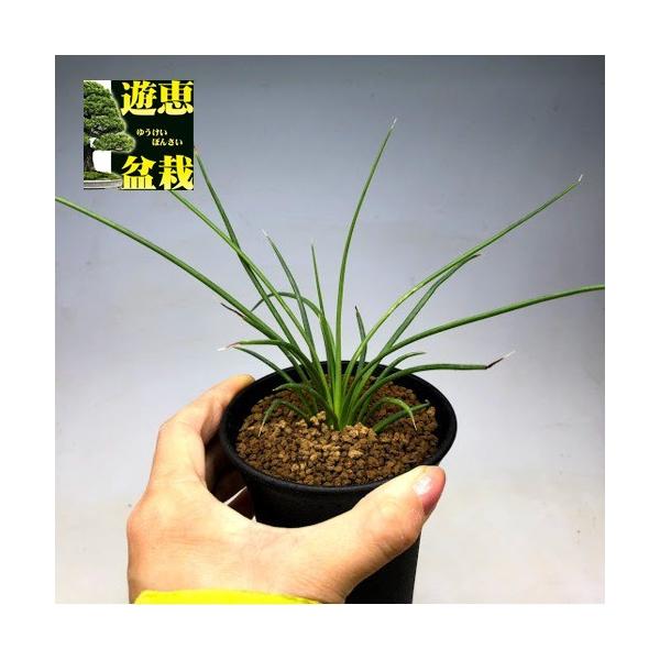 多肉植物：アガベ ジェミニフローラ ナナ*幅20cm : 遊恵盆栽 Yahoo