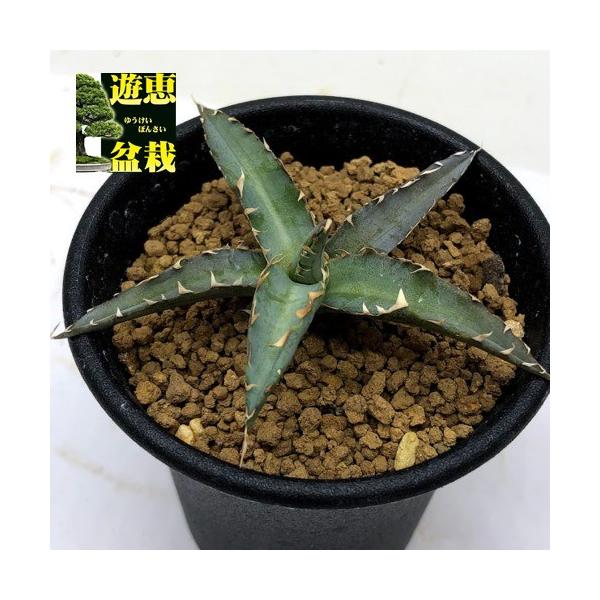 多肉植物：アガベ 暁の雪*S 幅7cm : 遊恵盆栽 Yahoo!店 - 通販