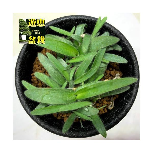 多肉植物：オーニソガラム ヒスピズム*葉幅6cm