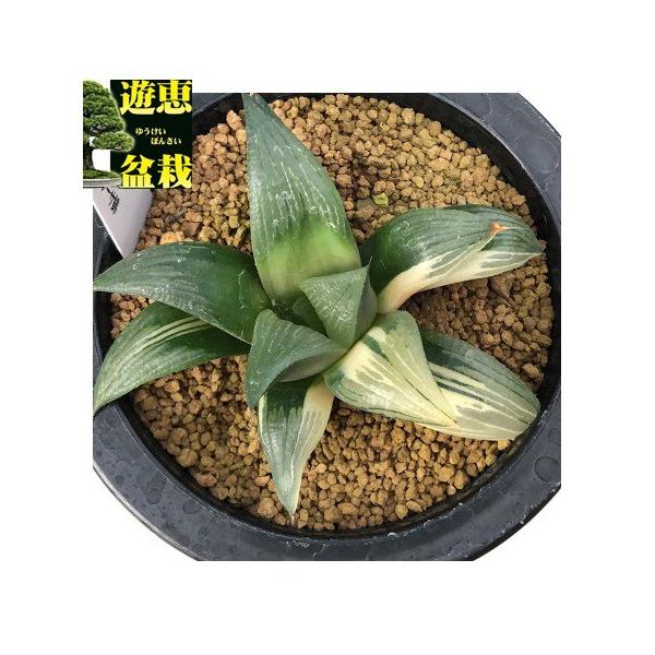 多肉植物 ハオルチア レツーサ錦 幅9cm 現品 一品限り S61v 遊恵盆栽 Yahoo 店 通販 Yahoo ショッピング