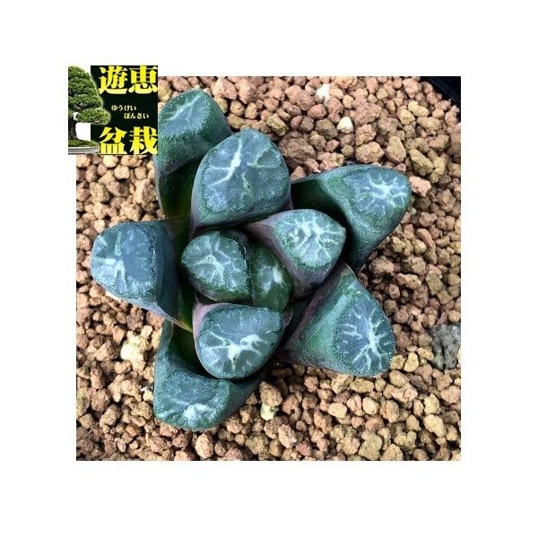観葉植物 ハオルチア万象 多肉植物の人気商品 通販 価格比較 価格 Com