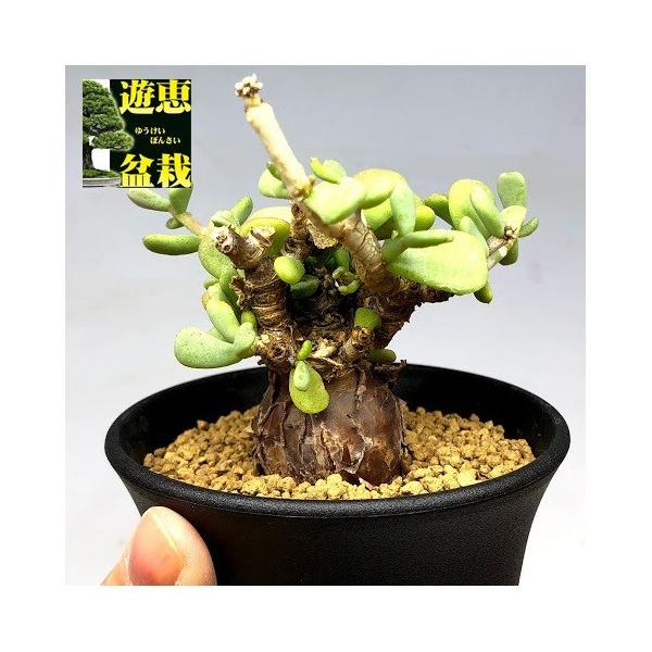 コーデックス：ケラリア ピグマエア*葉幅8cm 現品！一品限り : 遊恵