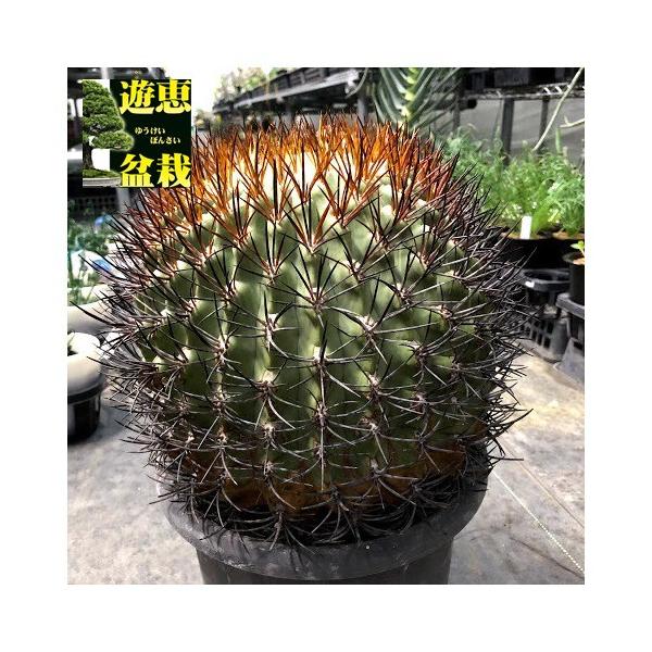 サボテン エリオシケ 極光丸 ツギ 幅22ｃｍ 現品 一品限り Buyee Buyee Japanese Proxy Service Buy From Japan Bot Online