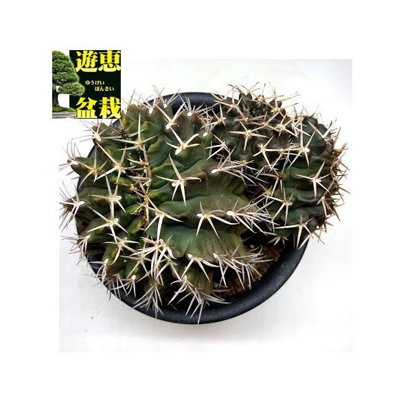 メガタエ　ギムノカリキウム属　直径約11cm 抜き苗　大苗　子株付き メガタエ ギムノカリキウム属 直径約11cm 抜き苗 大苗