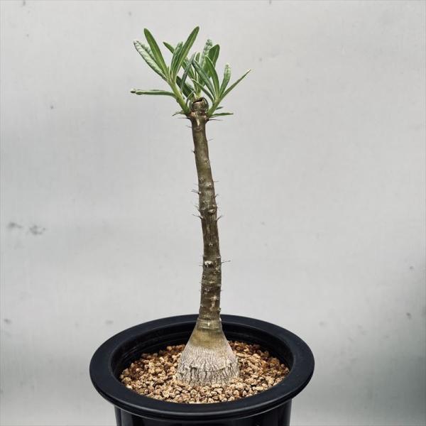 y-bonsai_s6953v