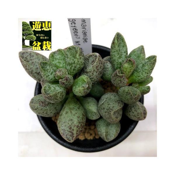 多肉植物 アドロミスクス マリアンナエ Geyyeri N1 特ダルマ 幅7cm Buyee Buyee 日本の通販商品 オークションの代理入札 代理購入