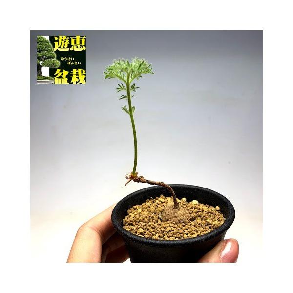 多肉植物：ペラルゴニウム トリステ*塊根幅1〜2cm : 遊恵盆栽 Yahoo