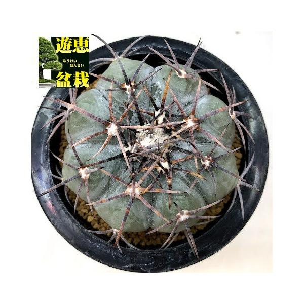サボテン：エキノカクタス 太平丸*幅8cm 現品！一品限り : 遊恵