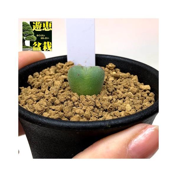 多肉植物：コノフィツム 口笛*幅1cm : 遊恵盆栽 Yahoo!店 - 通販